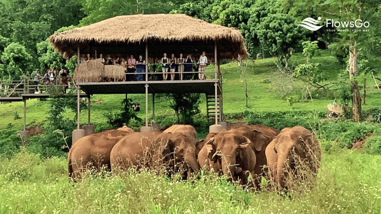 elephant-nature-park.png
